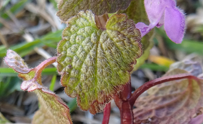 Lamium purpureum / Falsa ortica purpurea